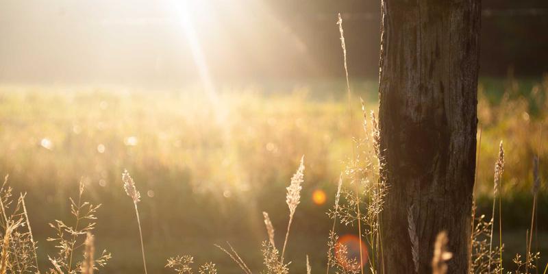 The Rise of Fractional Share Investing: Building Wealth with Small Amounts